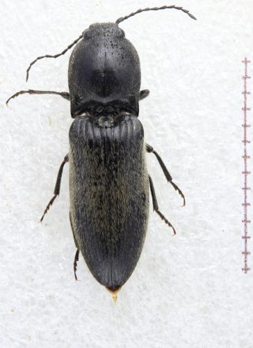Réf. 325 060 : Hemicrepidius sp.